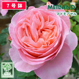 楽天市場 マドモアゼルメイアンの通販