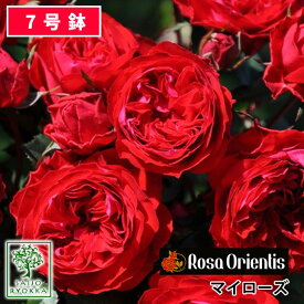 【出荷中】バラ苗 ロサオリエンティス マイローズ 大苗 7号鉢 赤系 POT 薔薇苗 ばら苗 バラ 苗 鉢植え【送料無料 北海道沖縄発送不可】 【期日指定不可】【バラ3鉢で1000円引き】【☆】