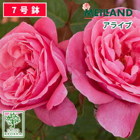 バラ苗 京成バラ園 メイアン アライブ 大苗 7号鉢 ピンク系 HT 薔薇苗 ばら苗 バラ 苗 鉢植え【送料無料 北海道沖縄発送不可】 【期日指定不可】【バラ3鉢で1000円引き】【★お買い物マラソン！】