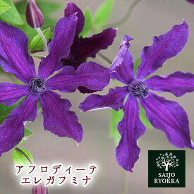 楽天市場 クレマチス 紫の通販 楽天市場 クレマチス 紫の通販