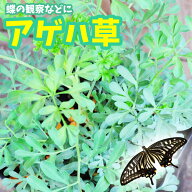 【花苗】アゲハソウ 蝶 1苗【1000POT以上の出荷実績！！】
