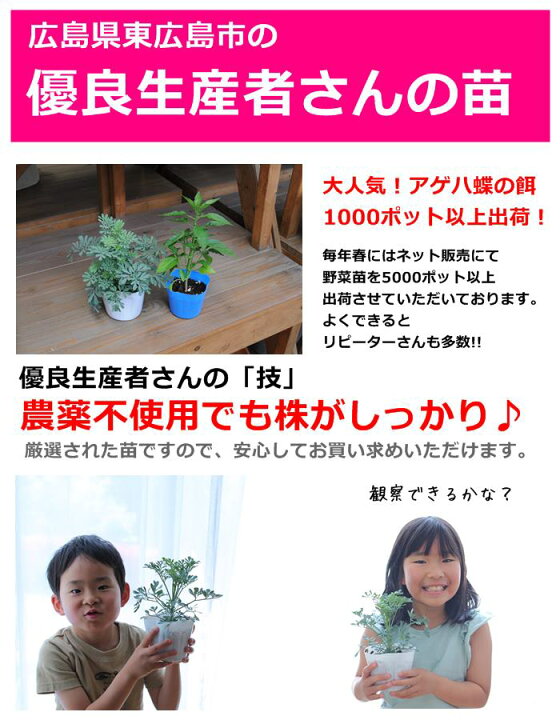 楽天市場 花苗 アゲハチョウの餌 アゲハソウ 蝶 飼育1pot 1000pot以上の出荷実績 蝶のエサ ちょうのエサ アゲハの草 アゲハ草 観察用 学習用 発送は5月中下旬ころから 他商品と同梱不可 0と5のつく日は楽天カードでお得 園芸専門店 さいじょう緑花