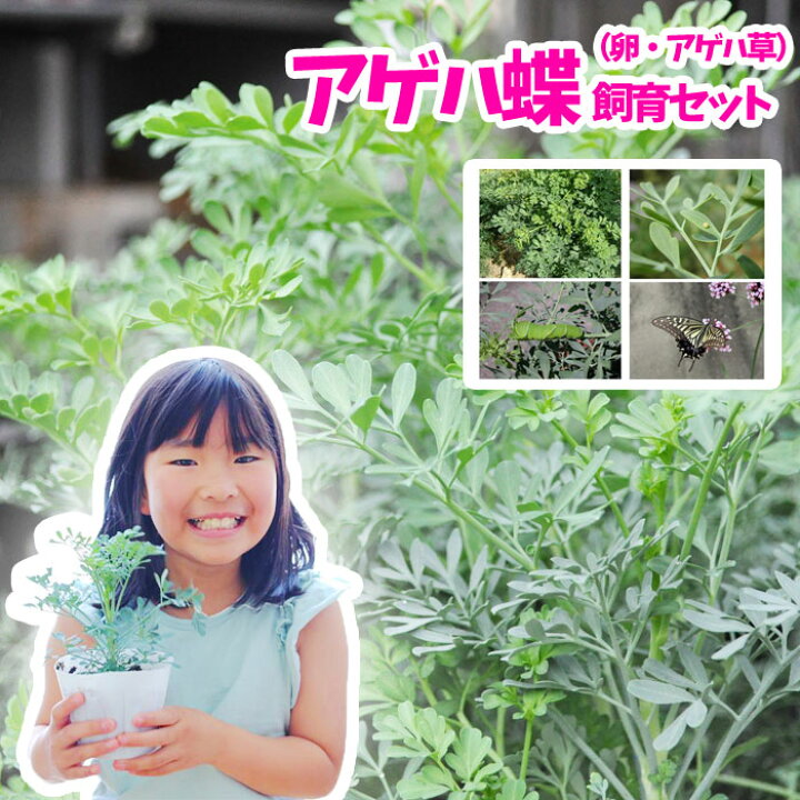 楽天市場 花苗 予約受付中 上級者向け アゲハチョウ飼育 卵 アゲハ草 セット 予約販売 納期指定不可 自宅で自由研究 アゲハ蝶 飼育セット 教材 観察 他商品との同梱不可 北海道 沖縄 東北発送不可 園芸専門店 さいじょう緑花