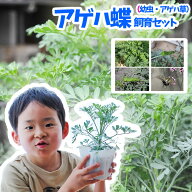 【予約商品】【初心者むけ】アゲハチョウ飼育（幼虫・アゲハ草）セット【納期指定不可】【お届けは5月下…