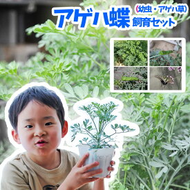 【予約商品】【初心者むけ】アゲハチョウ飼育（幼虫・アゲハ草）セット【納期指定不可】【お届けは5月下旬ごろから】【他商品と同梱不可】【北海道・沖縄・東北発送不可】【お得なクーポンあり！】