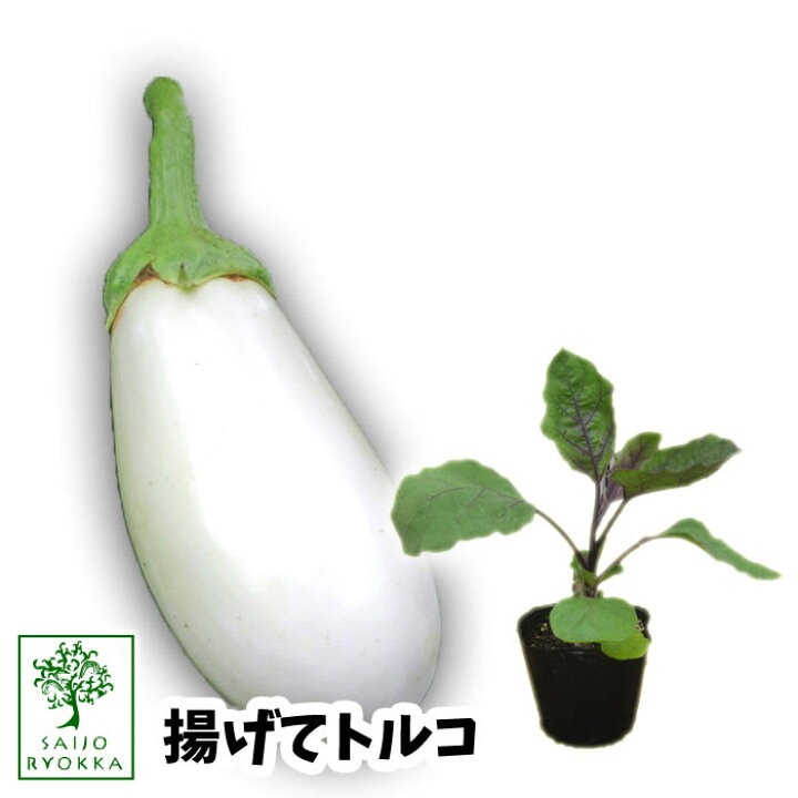 楽天市場 予約野菜苗 ナス 揚げてトルコ 苗 1pot 22 納期指定不可 プレゼントにもしたい実用的苗 予約受付中 0と5のつく日はエントリーでお得 園芸専門店 さいじょう緑花