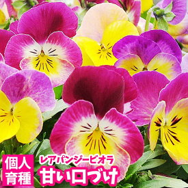楽天市場 パンジー 種 フリルの通販