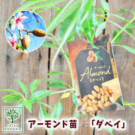 楽天市場 アーモンド 苗の通販