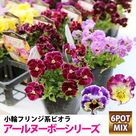 楽天市場 ビオラ 新品種の通販
