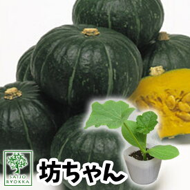 【☆】カボチャ 坊ちゃんかぼちゃ 実生苗 1POT【ぼっちゃん】【おすすめ】【人気品種】【苗】【納期指定不可】