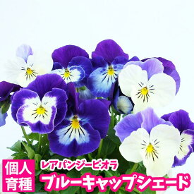 楽天市場 ビオラ 苗の通販