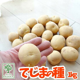 楽天市場 じゃがいも 種芋 販売の通販