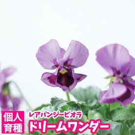 楽天市場 パンジー 苗 予約の通販 楽天市場 パンジー 苗 予約の通販