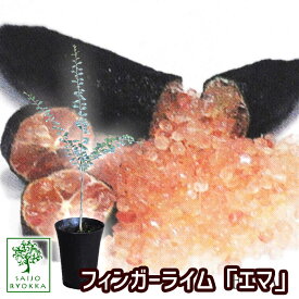 楽天市場 フィンガーライム ピンクの通販