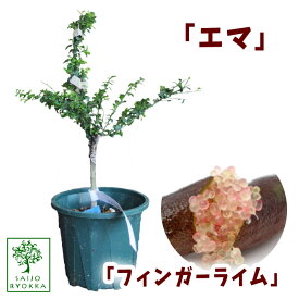 楽天市場 フィンガーライム 大苗の通販