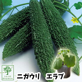 【野菜苗☆出荷中】ゴーヤ ニガウリ エラブ 苗 1POT【おすすめ】【人気品種】【苗】【納期指定不可】【母の日対応不可】