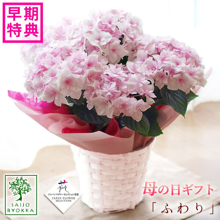 楽天市場 早期予約 専門店の花ギフト 母の日ギフト アジサイ プレゼント ギフト 達人のアジサイ 紫陽花 ふわり 鉢花 送料無料 北海道 沖縄 東北発送不可 カーネーションより人気の鉢植え 園芸専門店 さいじょう緑花
