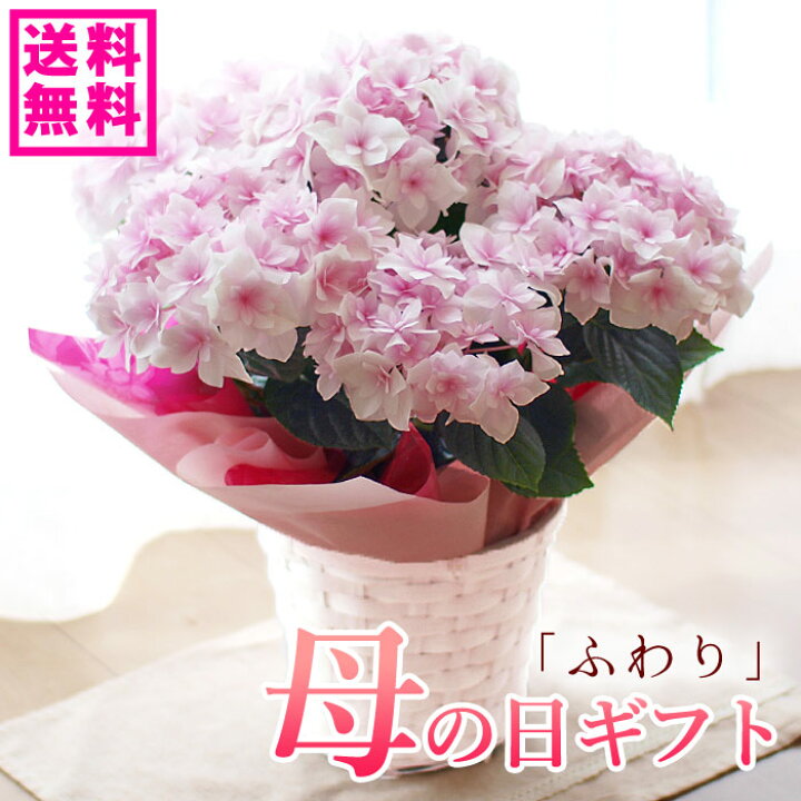 楽天市場 23予約 母の日 プレゼント アジサイ ギフト 達人のアジサイ 紫陽花 ふわり 鉢花 送料無料 北海道 沖縄 東北発送不可 カーネーションより人気の鉢植え おすすめ おしゃれ 毎年楽しめる 人気ナンバーワン 園芸専門店 さいじょう緑花