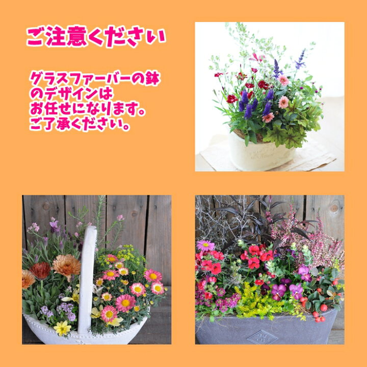 楽天市場 寄せ植え ギフト 高品質プレミアム寄せ植え 豪華な寄植え グラスファイバー 鉢のデザインはお任せ ギフト プレゼントにも 送料無料 東北 北海道 沖縄発送不可 おすすめ 贈答 お祝い 園芸専門店 さいじょう緑花