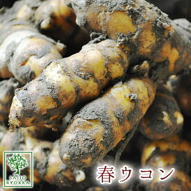 【春植え芋】うこんの種 春ウコン 種 500g 沖縄県産【充填時】【うこん】【野菜苗と同梱不可】【母の日対応不可】