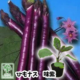 楽天市場 家庭菜園 春植え野菜苗 ナス苗 園芸専門店 さいじょう緑花