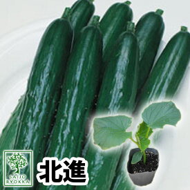 【野菜苗☆クーポンあり】キュウリ きゅうり 北進 ほくしん 実生苗 1POT【おすすめ】【人気品種】【苗】【納期指定不可】【母の日対応不可】