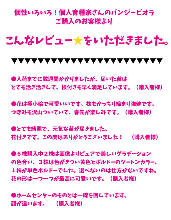 楽天市場 即納 限定販売ビオラ プレミアムビオラ ディージェイ 選べる10色 3potset Dj 店長おすすめ 失敗しない 冬花壇 花苗 定番 3potセット 園芸専門店 さいじょう緑花