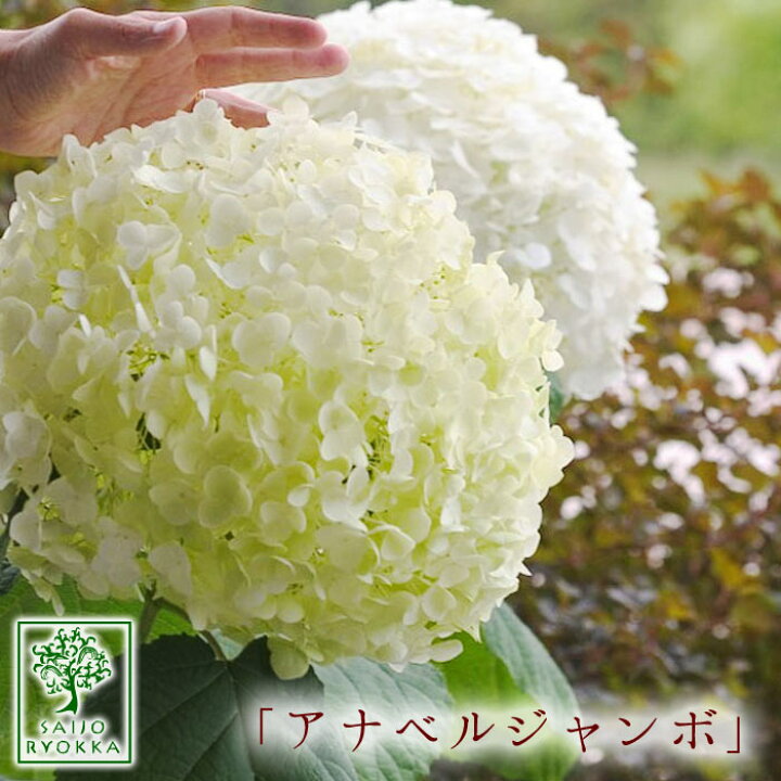 楽天市場 紫陽花 アナベル アジサイ苗 インクレディーボール アメリカアジサイ アナベルの大輪改良品種 15ｃｍｐｏｔ 400pot以上出荷実績あり 0と5のつく日は楽天カードでお得 園芸専門店 さいじょう緑花