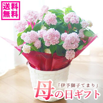 楽天市場 母の日ギフト アジサイ 母の日ギフト アジサイ 紫陽花 銀河 鉢花 送料無料 北海道沖縄東北発送不可 プレゼント カーネーションより人気の鉢植え フラワーオブザイヤー島根県のアジサイ 園芸専門店 さいじょう緑花