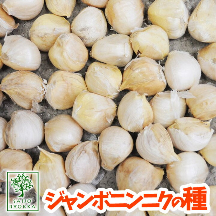 楽天市場 ニンニク ジャンボニンニクの種 約300g 充填時 臭いが少ない おおきなにんにく 島根県産無消毒 園芸専門店の種 25日５のつく日でポイントアップ 園芸専門店 さいじょう緑花