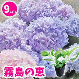 楽天市場 アジサイ 西洋あじさい 園芸専門店 さいじょう緑花