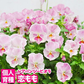 楽天市場 パンジー 苗 販売の通販