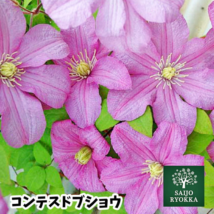 楽天市場 クレマチス 苗 ジャックマニー系 コンテス ド ブショウ 2年生 バラと同梱可 代引き不可 母の日ギフト対応不可 クレマチス苗 宿根草 苗 18日は市場の日でお得 園芸専門店 さいじょう緑花 楽天市場 クレマチス 苗 ジャックマニー系 コンテス ド ブショウ 2年生 バラと同梱可 代引き不可 母の日ギフト対応不可 クレマチス苗 宿根草 苗 18日は市場の日でお得 園芸専門店 さいじょう緑花