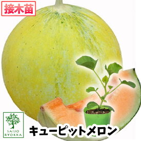 【予約野菜苗】メロン キューピットメロン 接木苗 1POT 【おすすめ】【人気品種】【苗】【納期指定不可】★★接木★★【☆】