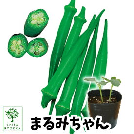 【野菜苗☆クーポンあり】オクラ まるみちゃん 苗 1POT【おすすめ】【人気品種】【苗】【納期指定不可】【母の日対応不可】