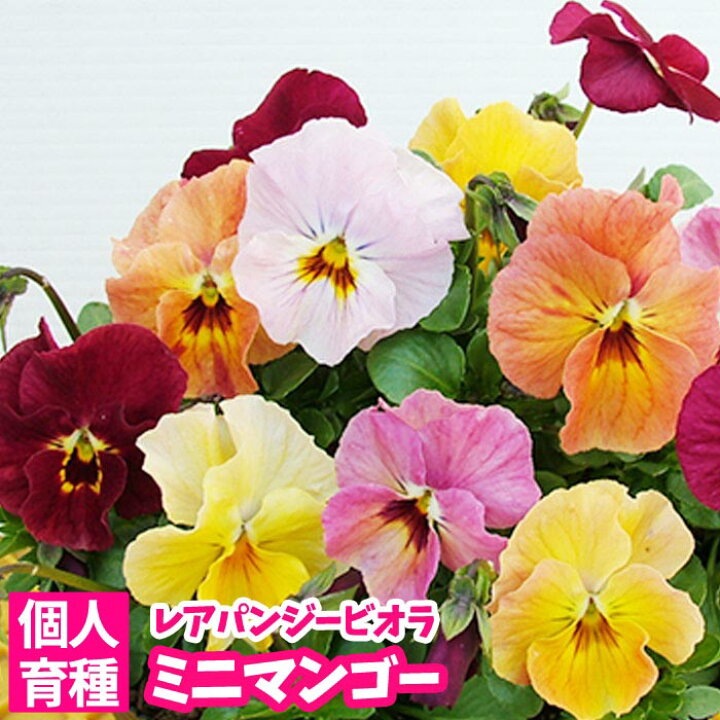 楽天市場 早期予約苗 花苗 ビオラ おちあいけいこ 花絵本 ミニマンゴー 個人育種 育種家ビオラ 冬の花壇苗 シクラメンとも相性良 クリスマスやお正月を彩る花苗 0と5のつく日は楽天カードでお得 園芸専門店 さいじょう緑花 楽天市場 早期予約苗 花苗 ビオラ おちあいけいこ 花絵本 ミニマンゴー 個人育種 育種家ビオラ 冬の花壇苗 シクラメンとも相性良 クリスマスやお正月を彩る花苗 0と5のつく日は楽天カードでお得 園芸専門店 さいじょう緑花
