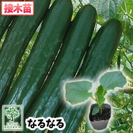 【野菜苗☆クーポンあり】キュウリ なるなる 接木苗 1POT【おすすめ】【人気品種】【苗】【納期指定不可】★★接木★★【母の日対応不可】