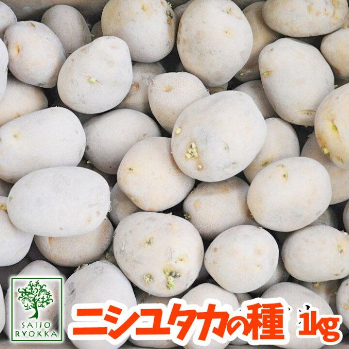 楽天市場 出荷中 残りわずか 秋植え ニシユタカ 西豊 じゃがいも ジャガイモ 種芋 1kg 充填時 園芸専門店の野菜の種 5日5のつく日でポイントアップ 園芸専門店 さいじょう緑花