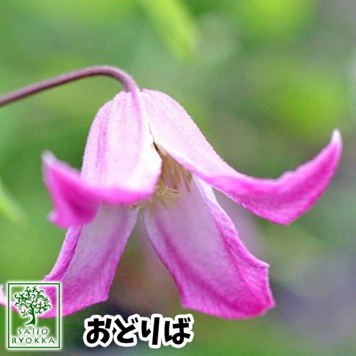 楽天市場 人気クレマチス クレマチス 苗 テキセンシス ビオルナ系 踊場 おどりば ピンク系 2年生苗 02月10日0と5のつく日はお得 園芸専門店 さいじょう緑花