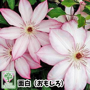 クレマチス ピンク 苗の人気商品 通販 価格比較 価格 Com クレマチス ピンク 苗の人気商品 通販 価格比較 価格 Com