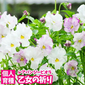 楽天市場 ビオラ 予約 苗の通販