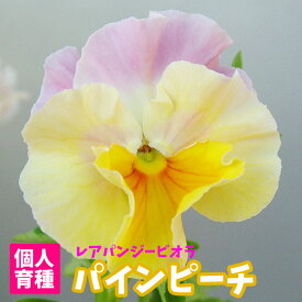 楽天市場 ビオラ 苗の通販