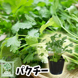 楽天市場 コリアンダー苗の通販