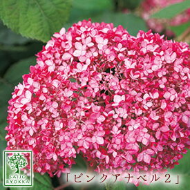 楽天市場 紫陽花 珍しい 苗物 ガーデニング 農業 花 ガーデン Diyの通販