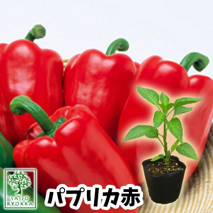楽天市場 予約野菜苗 ピーマン パプリカ 赤 苗 1pot 22 納期指定不可 プレゼントにもしたい実用的苗 予約受付中 0と5のつく日はエントリーでお得 園芸専門店 さいじょう緑花 楽天市場 予約野菜苗 ピーマン パプリカ 赤 苗 1pot 22 納期指定不可 プレゼントにもしたい実用的苗 予約受付中 0と5のつく日はエントリーでお得 園芸専門店 さいじょう緑花
