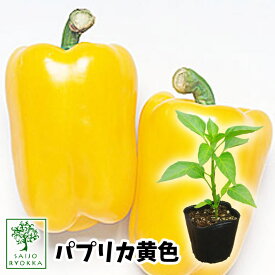 楽天市場 パプリカ 苗の通販