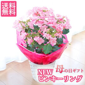 楽天市場 母の日 カーネーション 鉢植えの通販