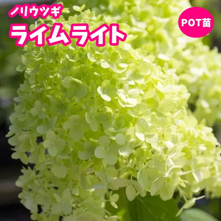 楽天市場 紫陽花 アジサイ 苗 ノリウツギ ライムライト 4号pot 限定 0 5の付く日は楽天カード利用でお得 園芸専門店 さいじょう緑花
