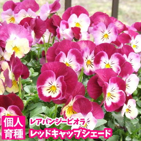 楽天市場 パンジー ビオラ 苗の通販