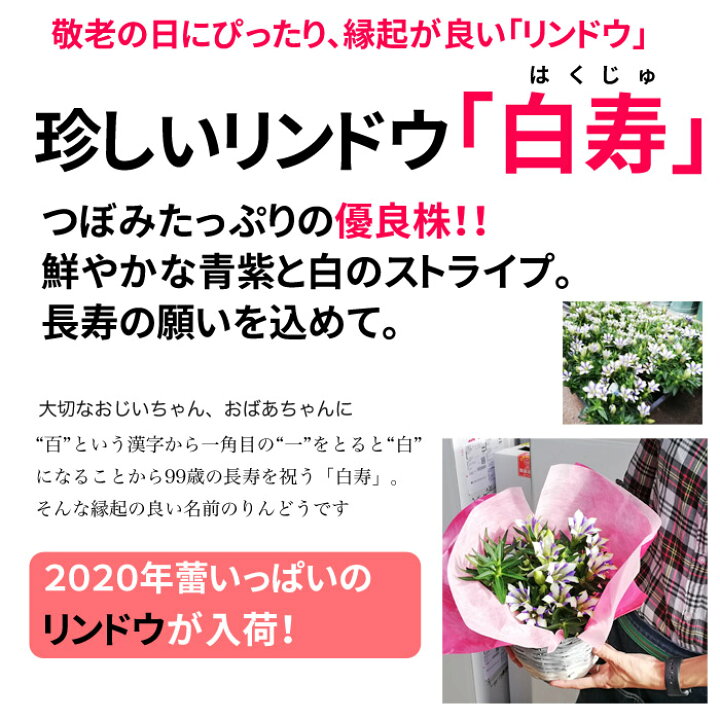 楽天市場 遅れてごめんね 敬老の日のプレゼント花ギフト リンドウ 白寿 りんどう 鉢花 敬老の日ギフト 送料無料 北海道沖縄東北発送不可 鉢物 実用的なものより人気 プレゼント 花 花鉢 鉢植え 敬老21 専門的品質 残りわずか